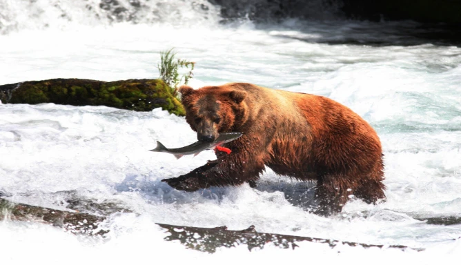 An image of a brown bear catching a fish in the river in Alaska.